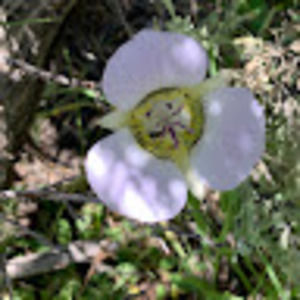 Meet your Posher, Diana